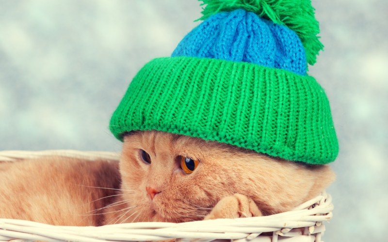 Новогодние коты