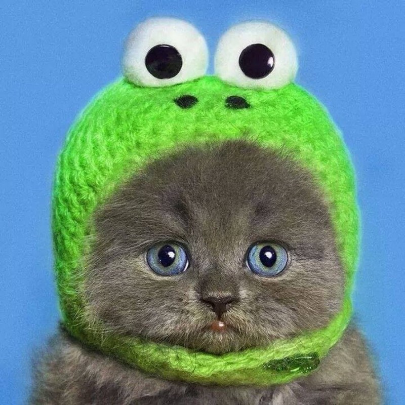 Котенок в шапочке