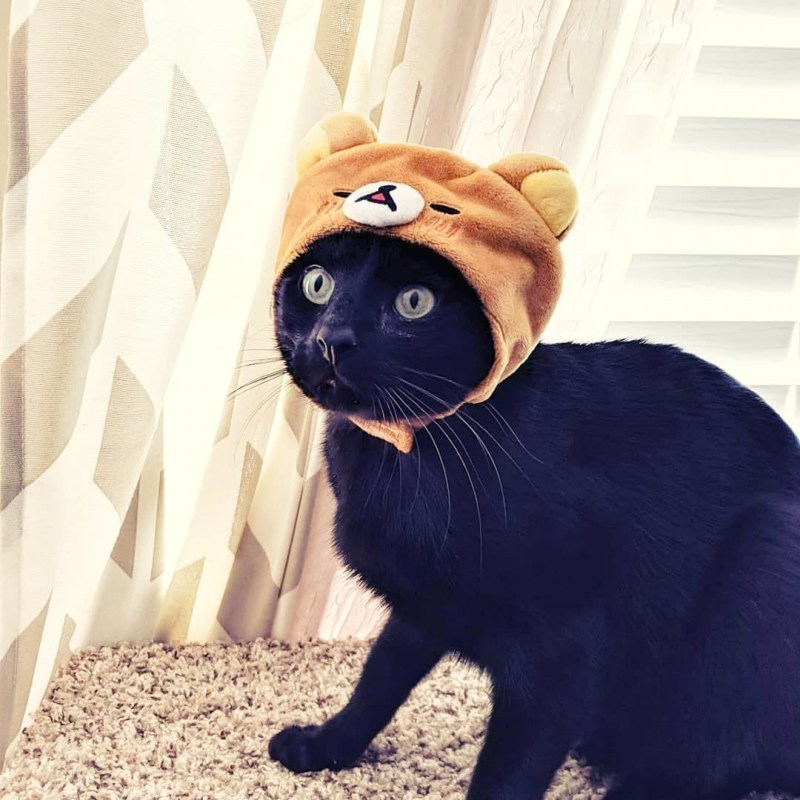 Коты в шапочках