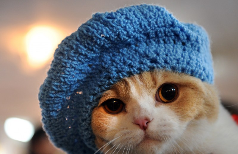 Шапочка котика