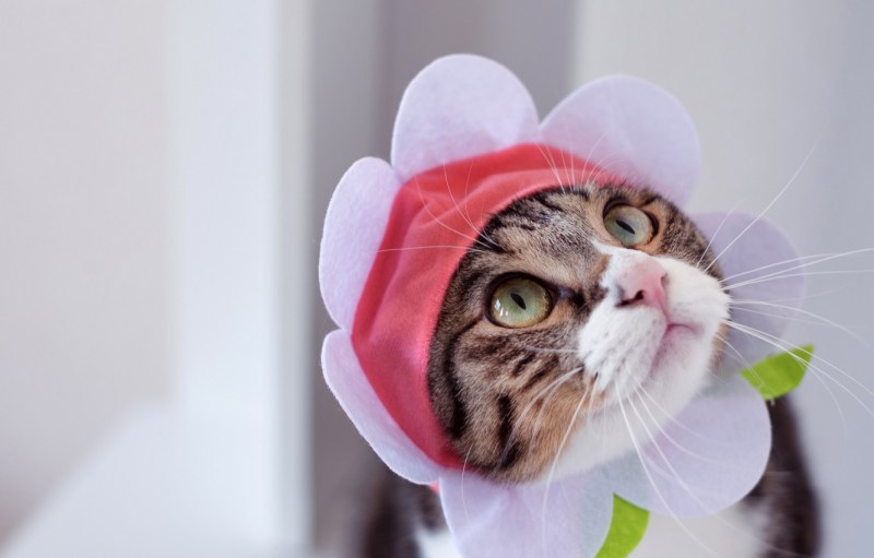 Красивая кошка в шапке