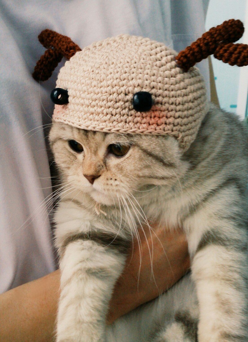 Котенок в шапочке