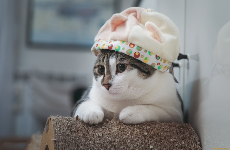 Шапка 'кошка'