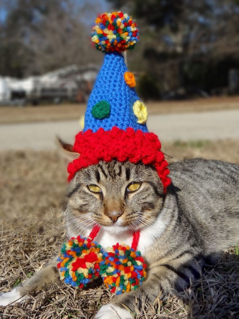 Шапочка котика