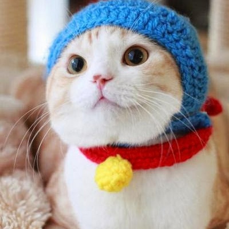 Котик в шапке