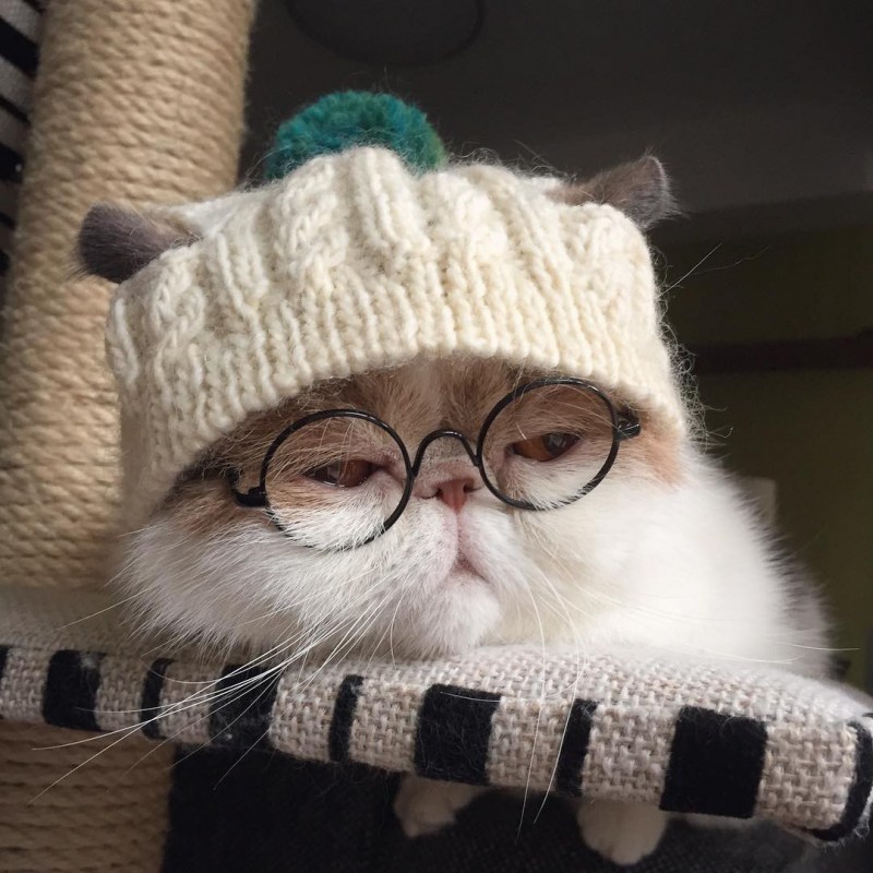 Кот в чалме