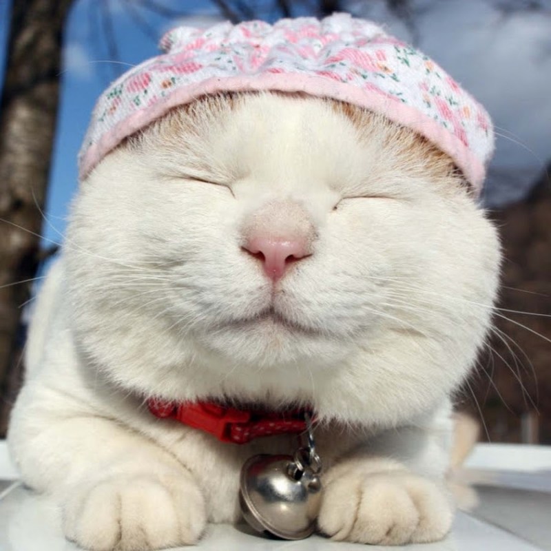 Коты в шапочках
