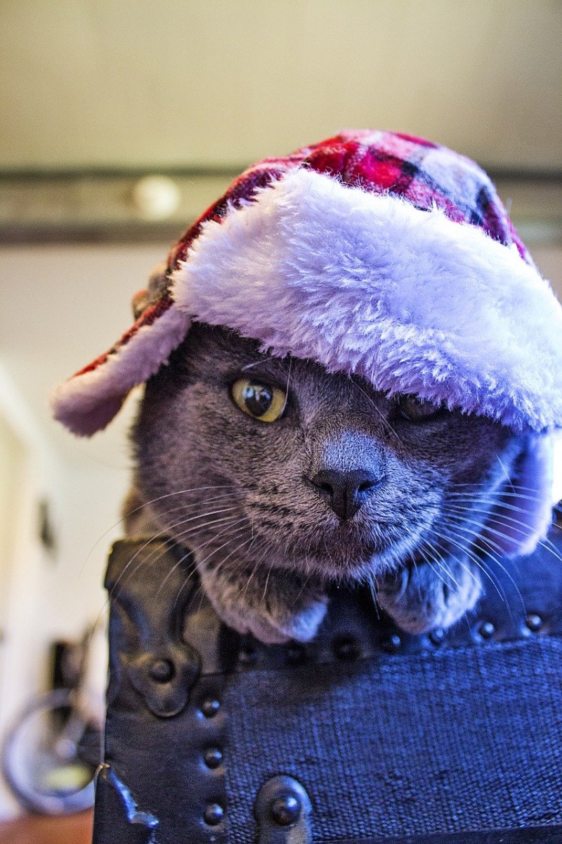 Шапка 'кошка'