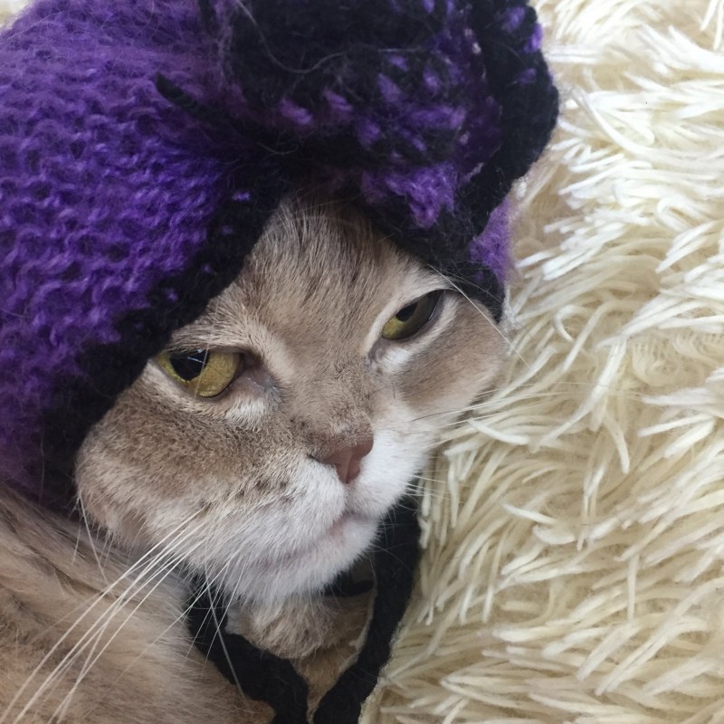 Кот в синей шапке