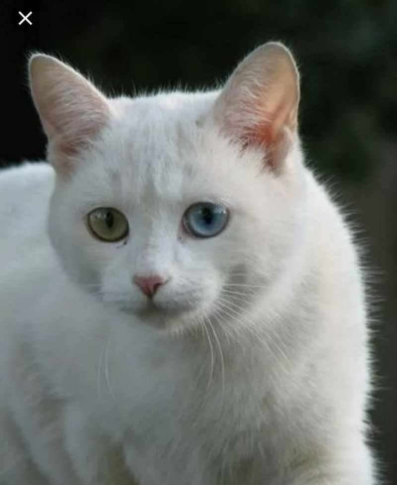 Ванская кошка