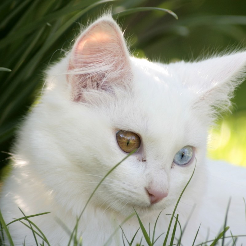 Кошка белая