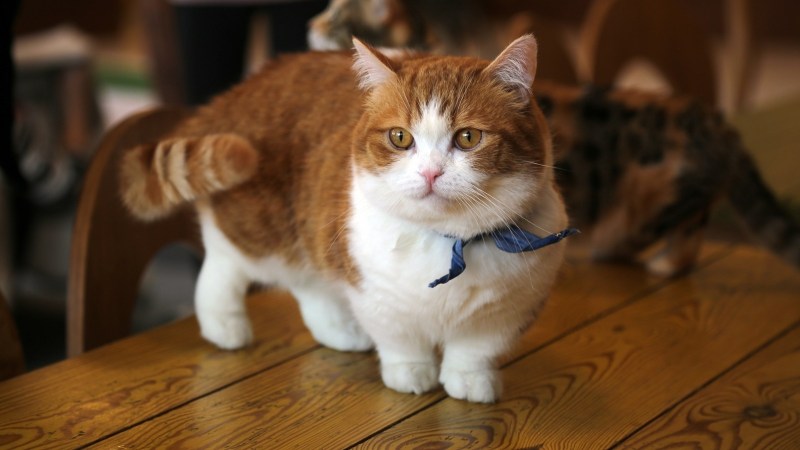 Манчкин порода кошек котята
