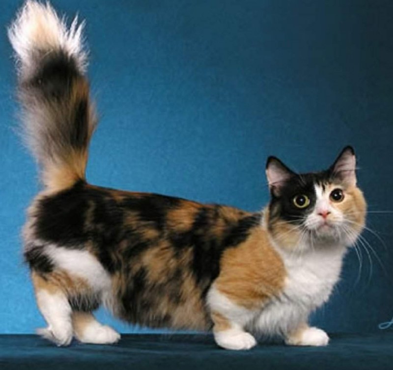 Манчкин Британская шиншилла