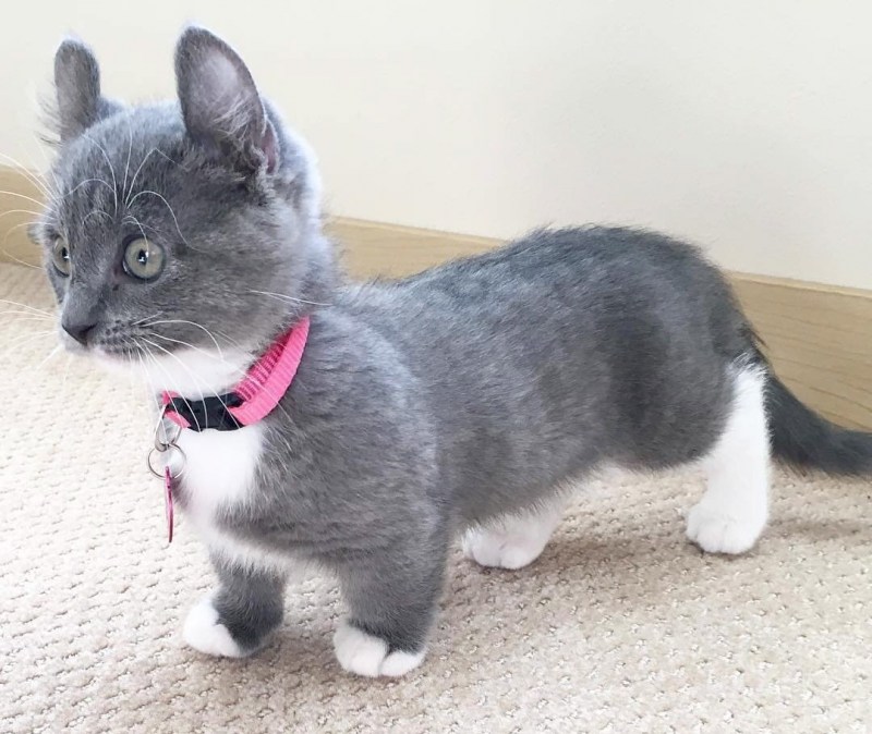 Манчкин кошка
