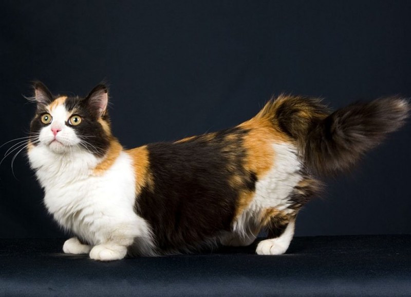Манчик кот