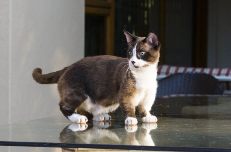 Манчкин кот