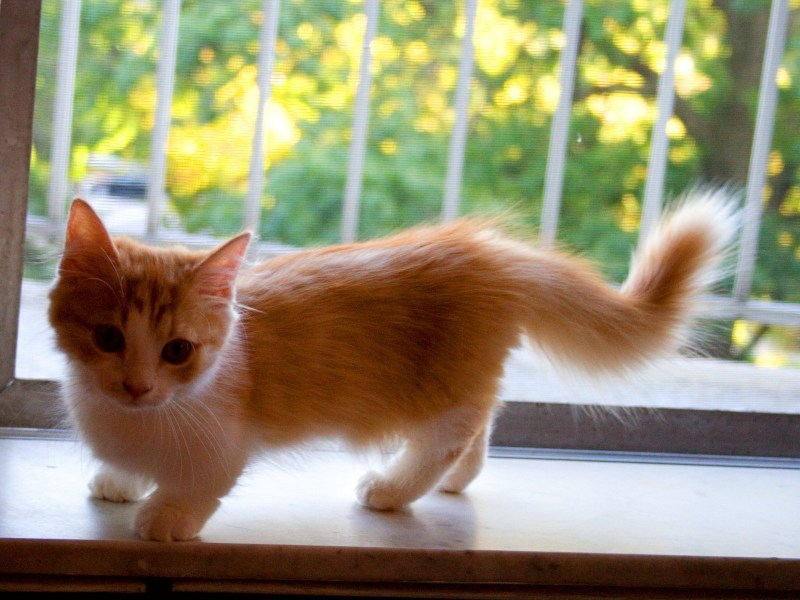 Коты Манчкин