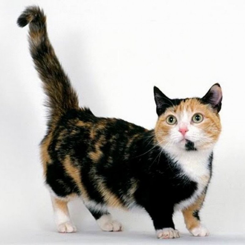 Котик Манчкин коротколапый