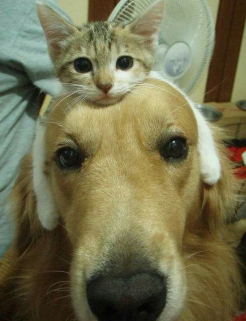Смешение кошки и собаки