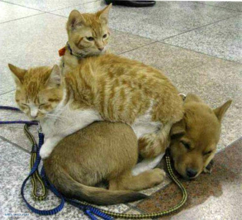 Кот победил собаку