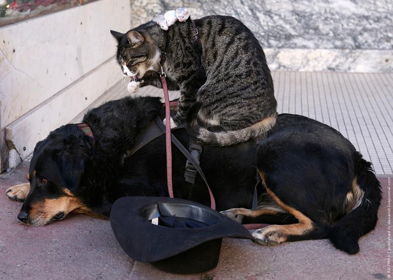 Доминируй властвуй унижай кот