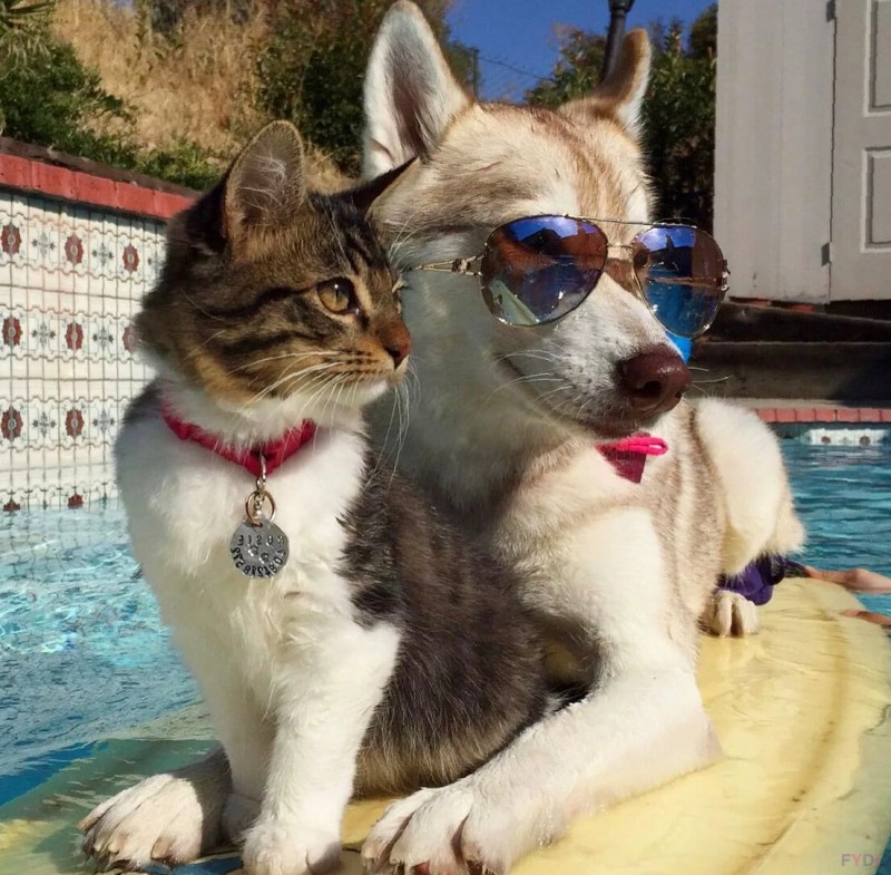 Смешные кошки и собаки