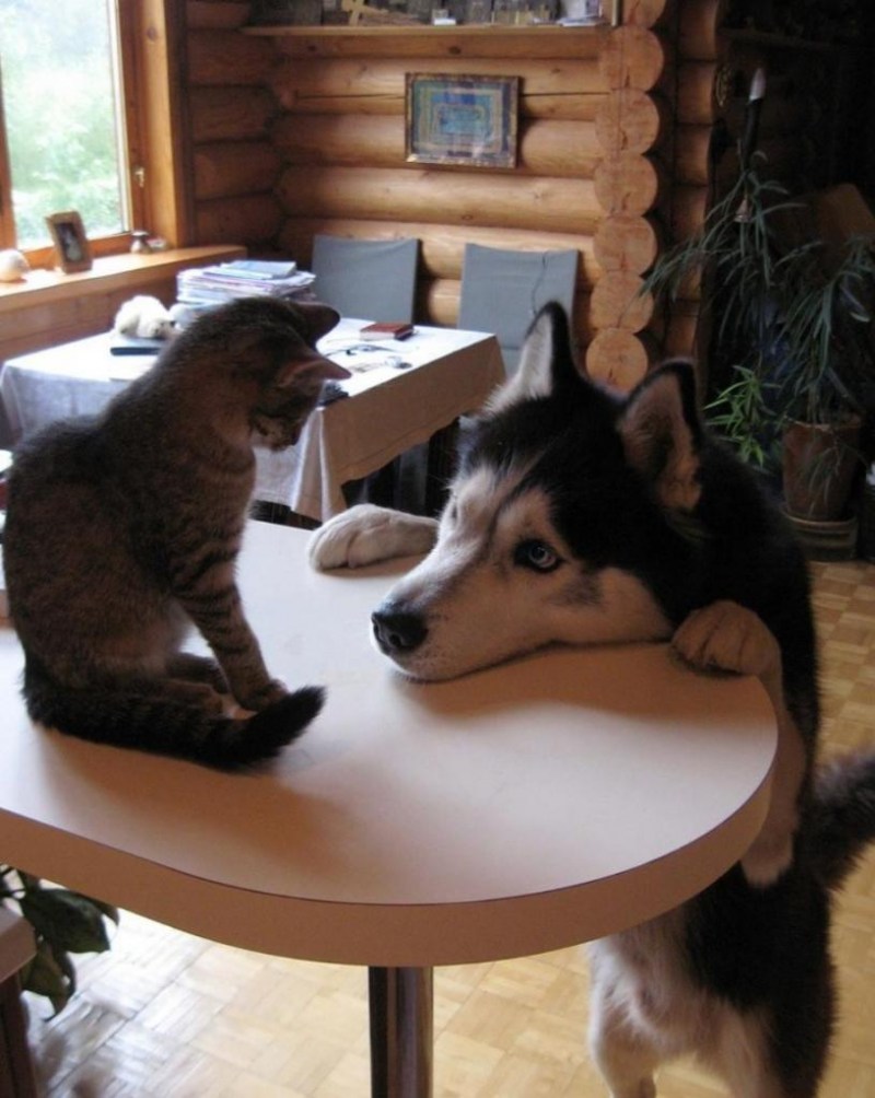 Коты и собаки приколы