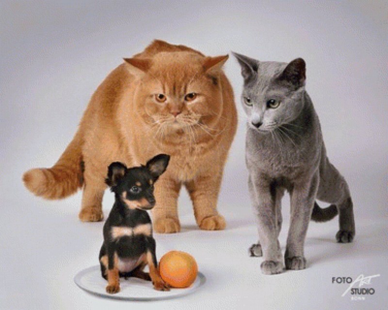 Смешные кошки и собаки