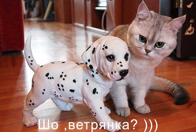 Демотиваторы с животными