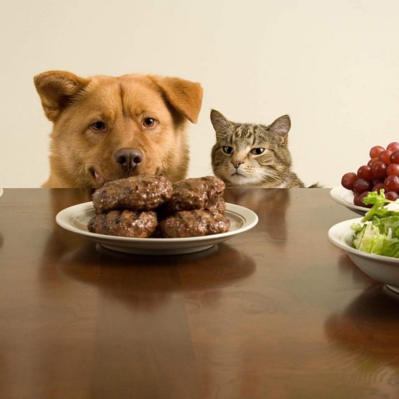 Кошки и собаки