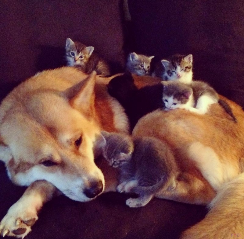 Кот бьет собаку