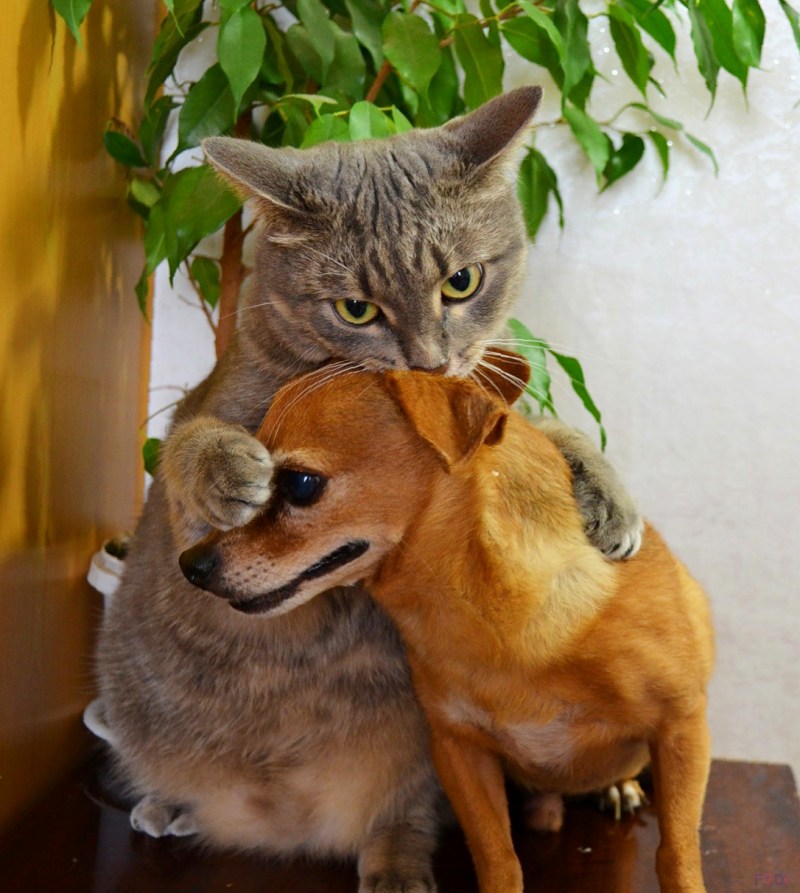 Дружба кошки и собаки