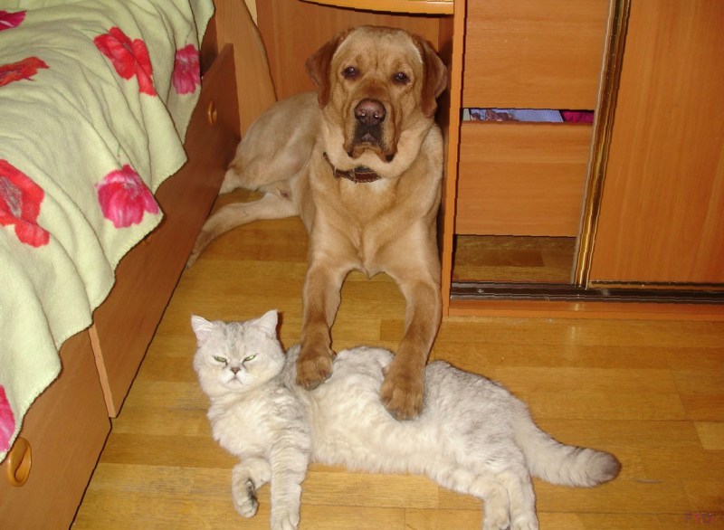 Коты и собаки