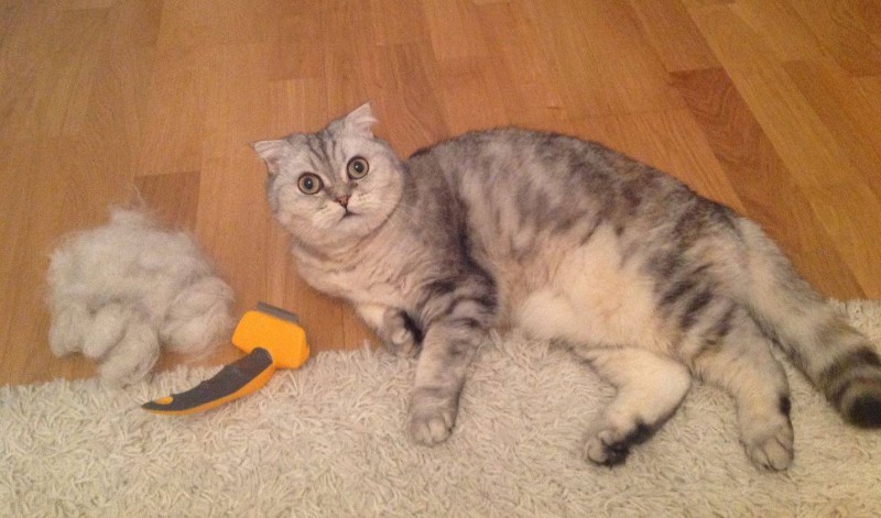 Шотландская вислоухая кошка шерсть