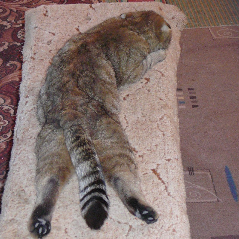 Ошейник для кота