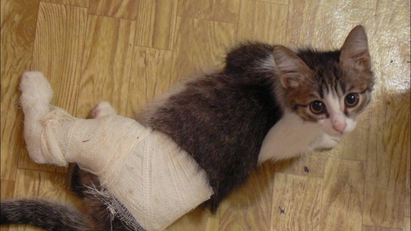 Попона для кошки