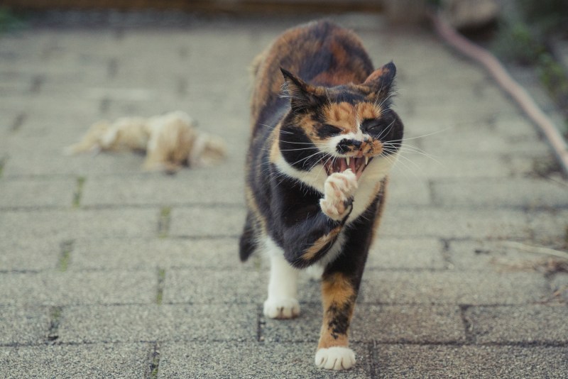 Залысина на ухе у котенка
