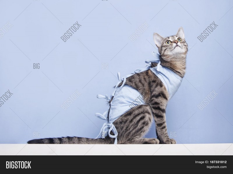 Котик в цепях