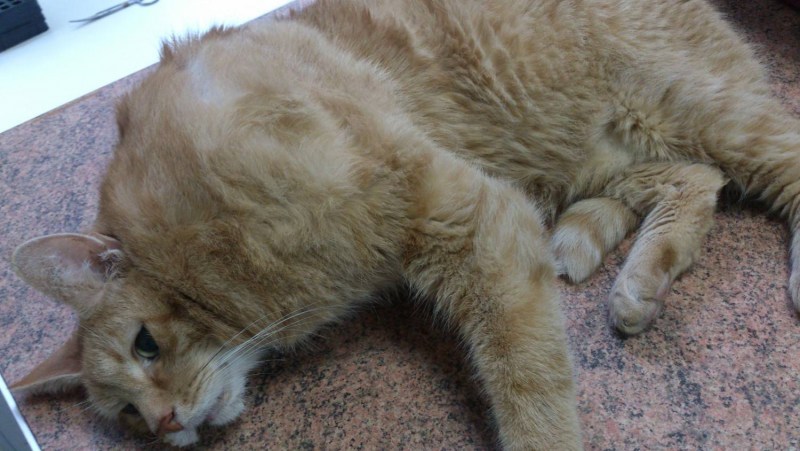 Кошачий хвост