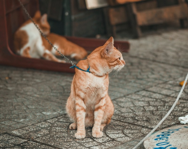 Зубы диких кошек