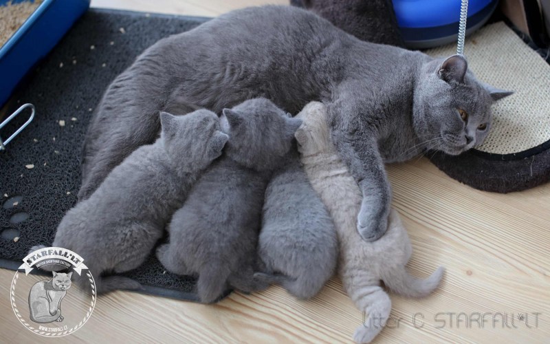 Мышцы кошки анатомия