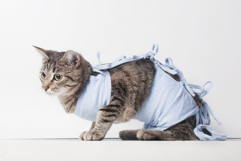Окрас Калико у кошек