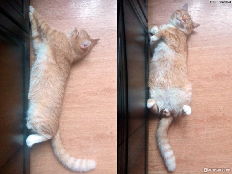 Наружные органы кота
