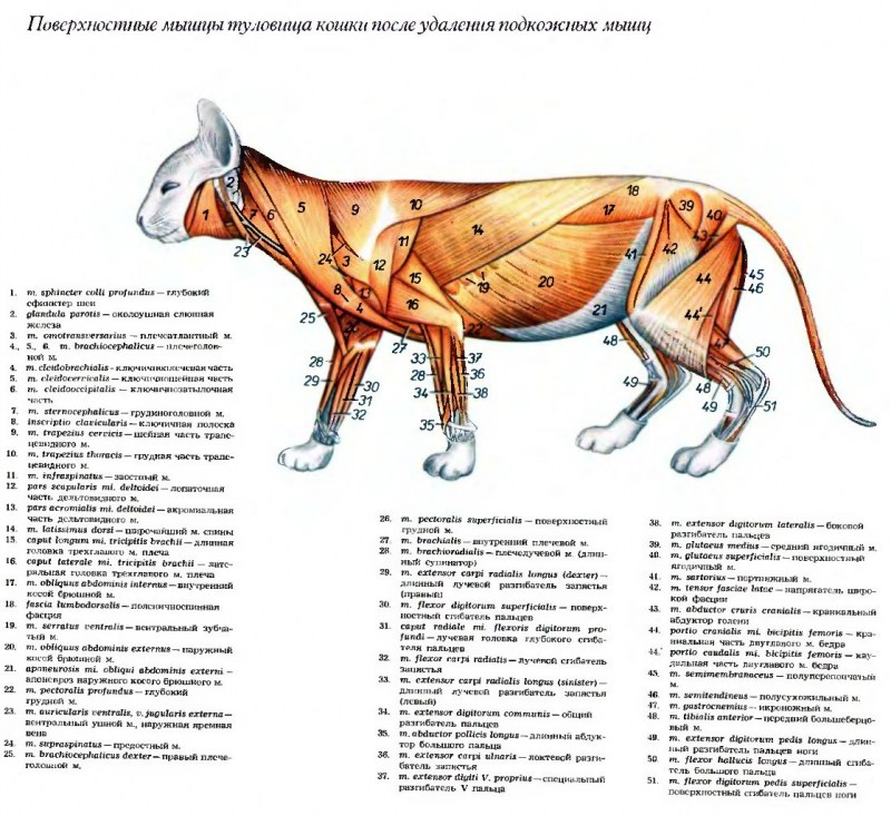 Анатомия кошки Ветеринария атлас