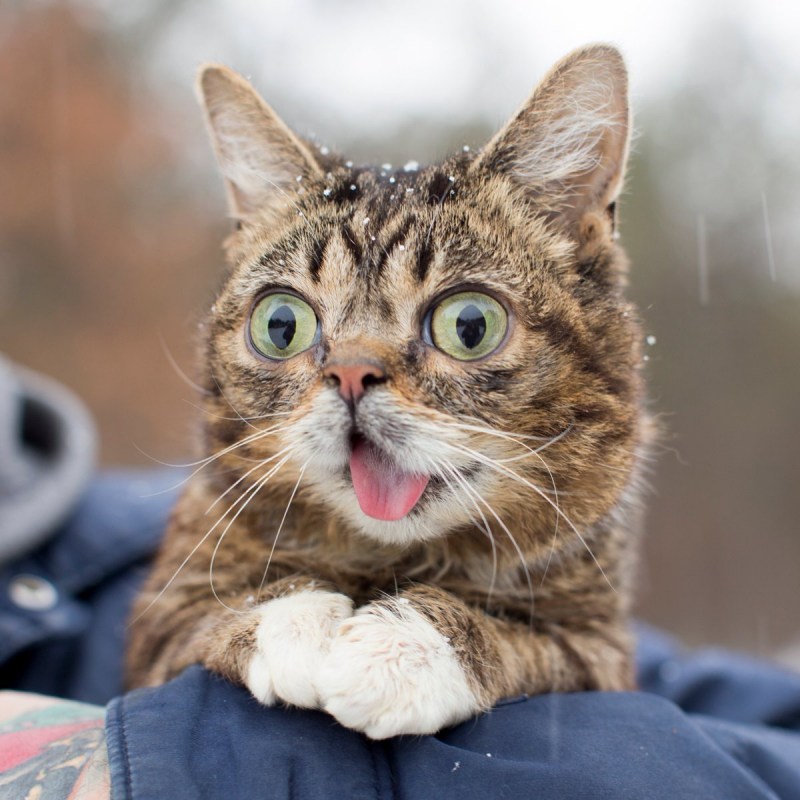Косой кот