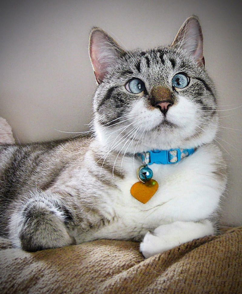 Тайская кошка косоглазие