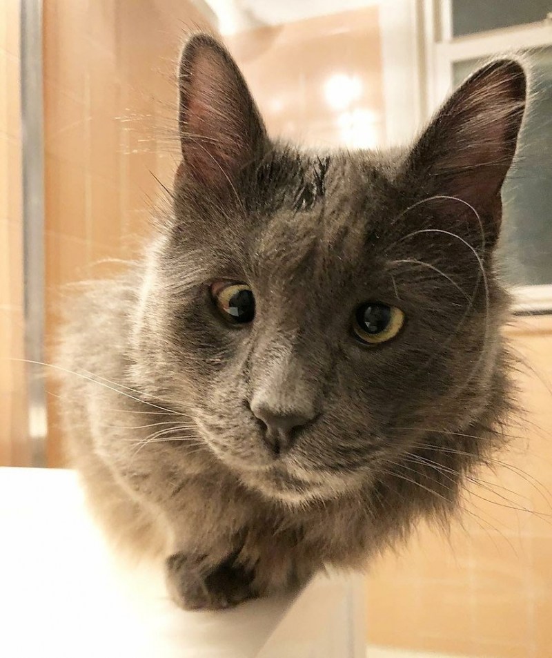 Косоглазый кот белорус