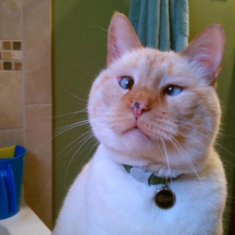 Смешной кот