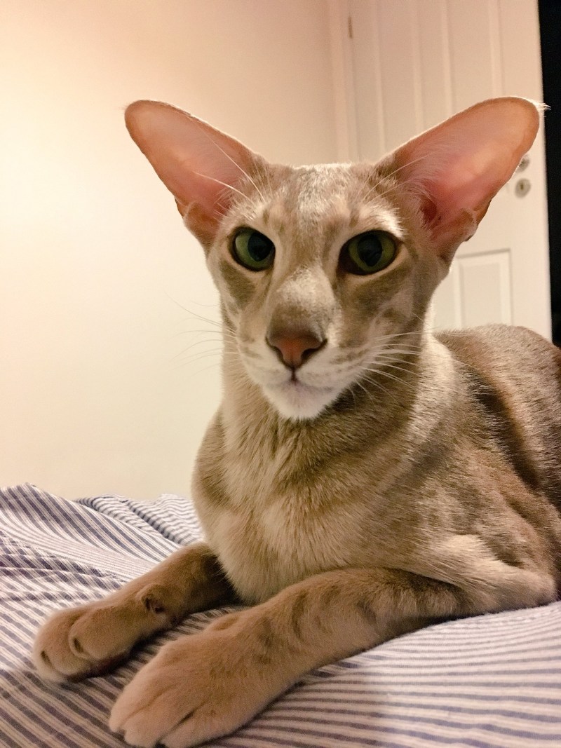 Косоглазый кот по кличке белорус
