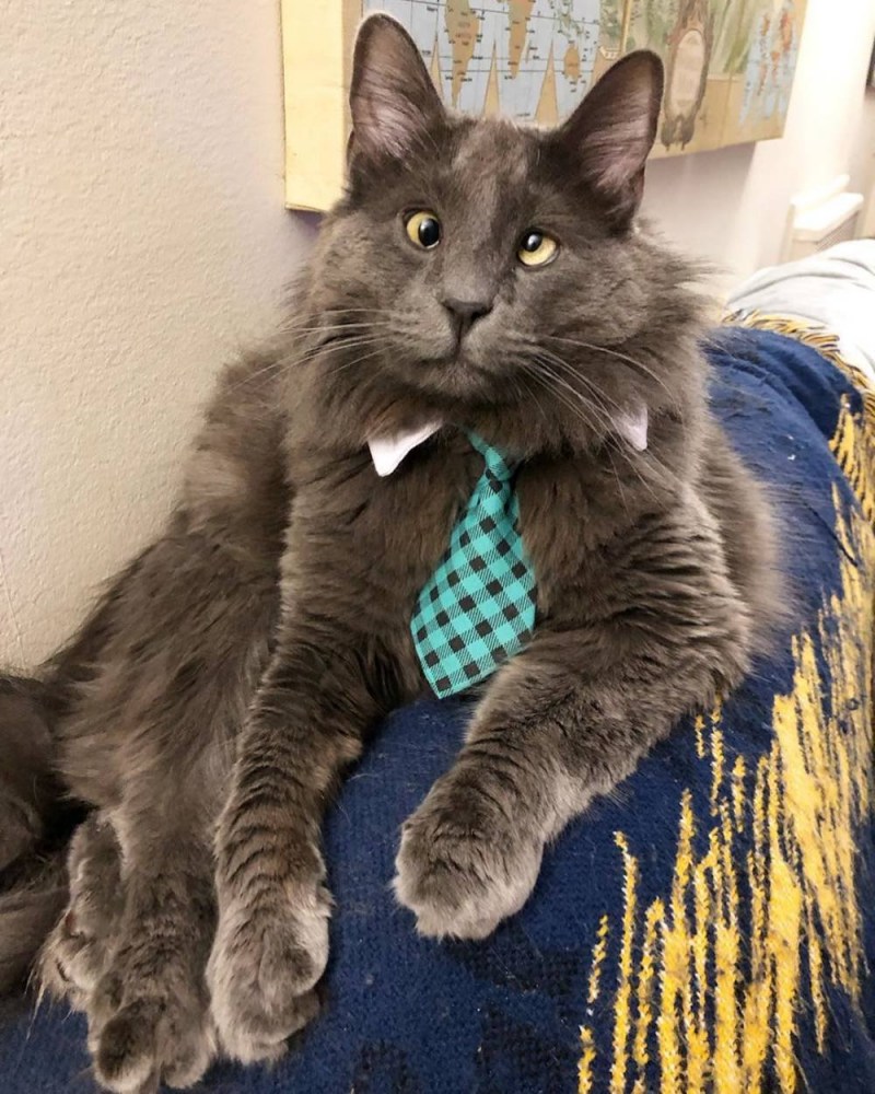 Косоглазые кошки